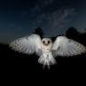 Barbagianni - Barn owl (Tyto alba)