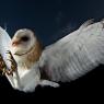 Barbagianni - Barn owl (Tyto alba)