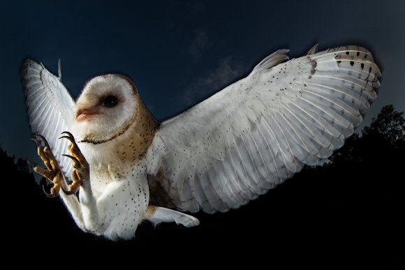 Barbagianni - Barn owl (Tyto alba)