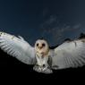 Barbagianni - Barn owl (Tyto alba)