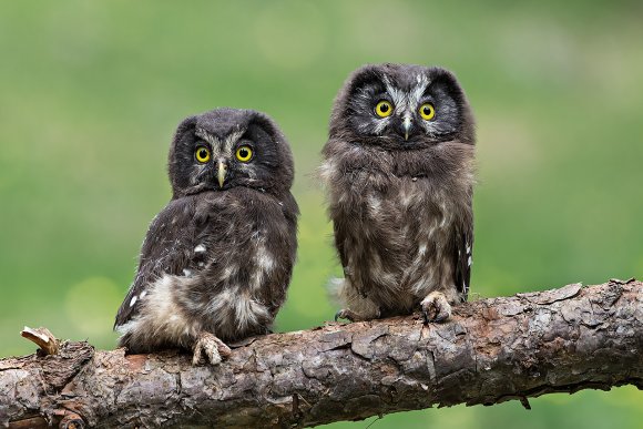 Civetta capogrosso - Boreal owl (Aegolius funereus)