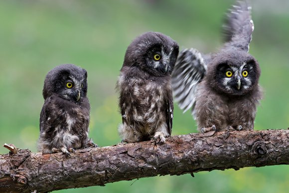 Civetta capogrosso - Boreal owl (Aegolius funereus)