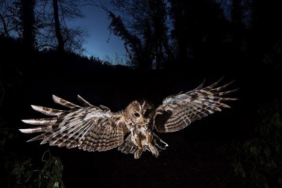 Allocco - Tawny owl