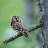 Civetta capogrosso - Boreal owl