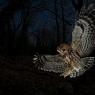 Allocco - Tawny owl (Strix aluco)