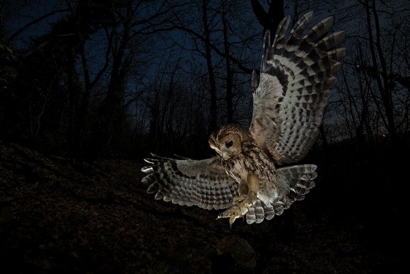 Allocco - Tawny owl (Strix aluco)