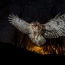 Allocco - Tawny owl (Strix aluco)