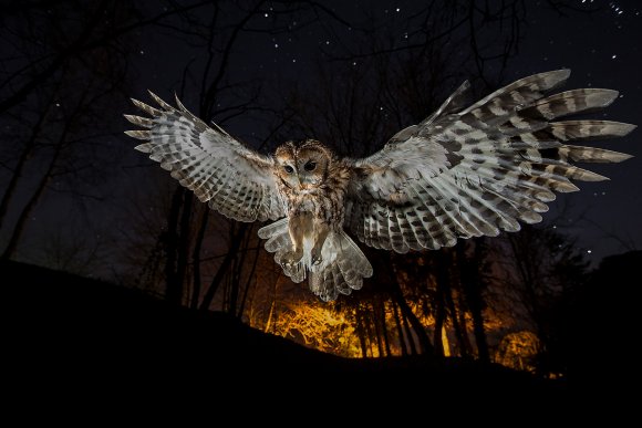 Allocco - Tawny owl (Strix aluco)