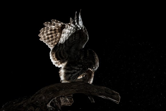 Civetta - Little owl (Athena noctua)