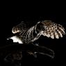 Civetta - Little owl (Athena noctua)