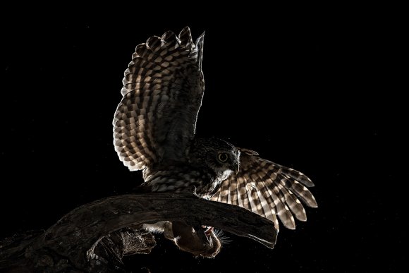 Civetta - Little owl (Athena noctua)