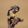 Civetta - Little owl