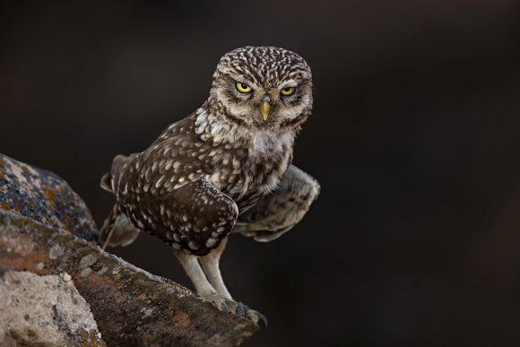 Civetta - Little owl (Athena noctua)