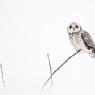 Gufo di palude - Short eared owl (Asio flammeus)