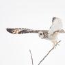 Gufo di palude - Short eared owl (Asio flammeus)