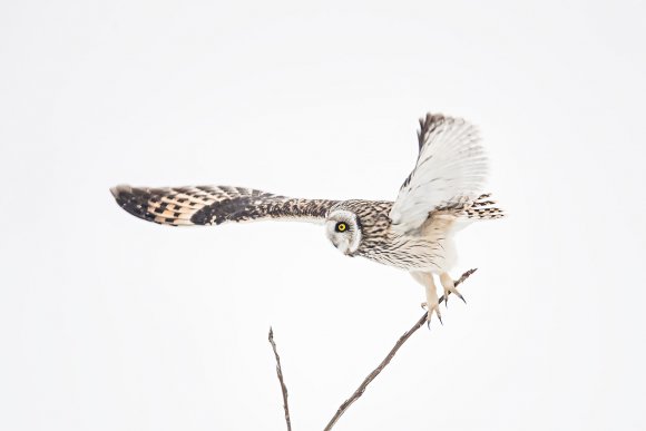 Gufo di palude - Short eared owl (Asio flammeus)