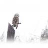 Gufo di palude - Short eared owl (Asio flammeus)