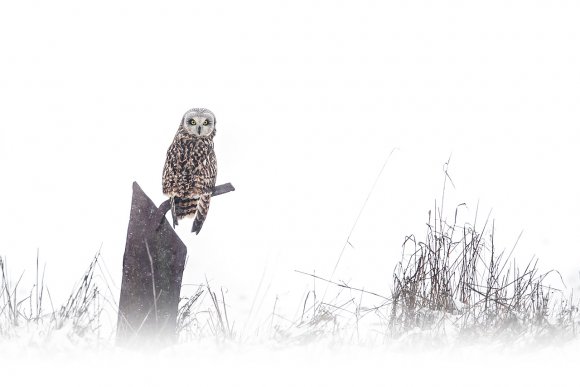 Gufo di palude - Short eared owl (Asio flammeus)