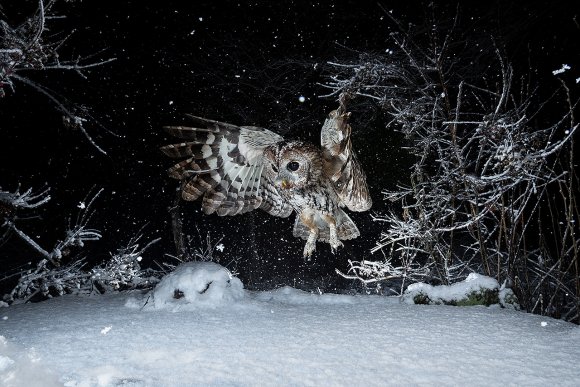 Allocco - Tawny owl