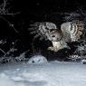 Allocco - Tawny owl