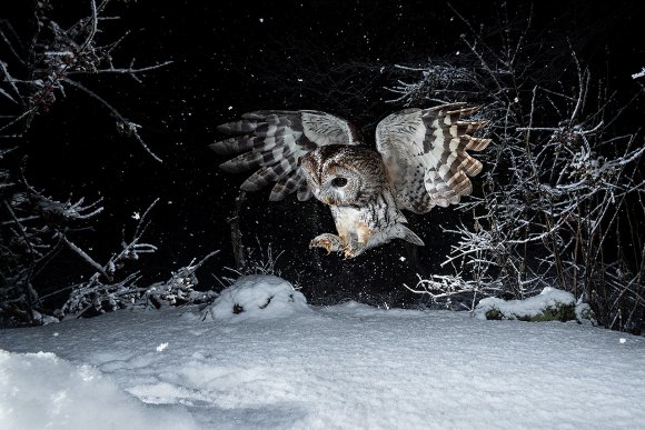 Allocco - Tawny owl