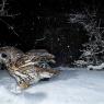 Allocco - Tawny owl