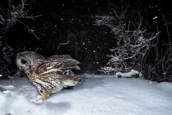 Allocco - Tawny owl