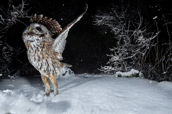 Allocco - Tawny owl