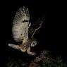 Gufo comune - Long eared owl (Asio otus)