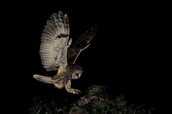 Gufo comune - Long eared owl (Asio otus)