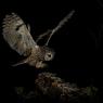 Gufo comune - Long eared owl (Asio otus)