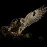 Gufo comune - Long eared owl (Asio otus)