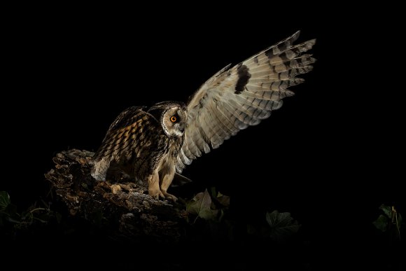 Gufo comune - Long eared owl (Asio otus)