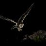 Gufo comune - Long eared owl (Asio otus)