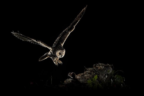 Gufo comune - Long eared owl (Asio otus)