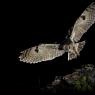 Gufo comune - Long eared owl (Asio otus)