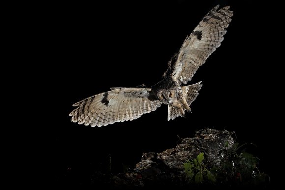 Gufo comune - Long eared owl (Asio otus)