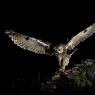 Gufo comune - Long eared owl (Asio otus)