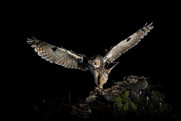 Gufo comune - Long eared owl (Asio otus)