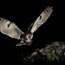 Gufo comune - Long eared owl (Asio otus)