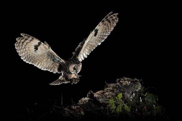 Gufo comune - Long eared owl (Asio otus)