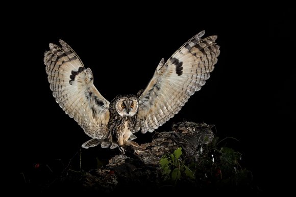 Gufo comune - Long eared owl (Asio otus)