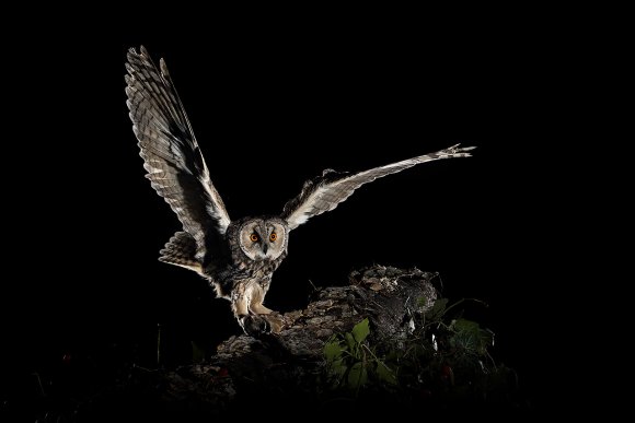 Gufo comune - Long eared owl (Asio otus)