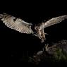 Gufo comune - Long eared owl (Asio otus)