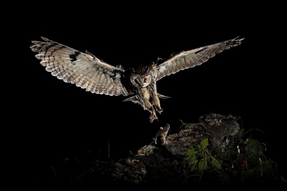 Gufo comune - Long eared owl (Asio otus)