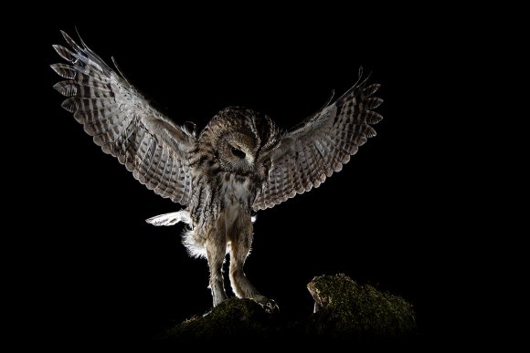 Allocco - Tawny owl (Strix aluco)