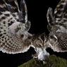 Allocco - Tawny owl (Strix aluco)