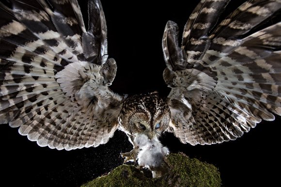 Allocco - Tawny owl (Strix aluco)