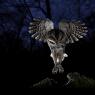 Allocco - Tawny owl (Strix aluco)