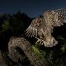 Assiolo - Scops owl (Otus scops)